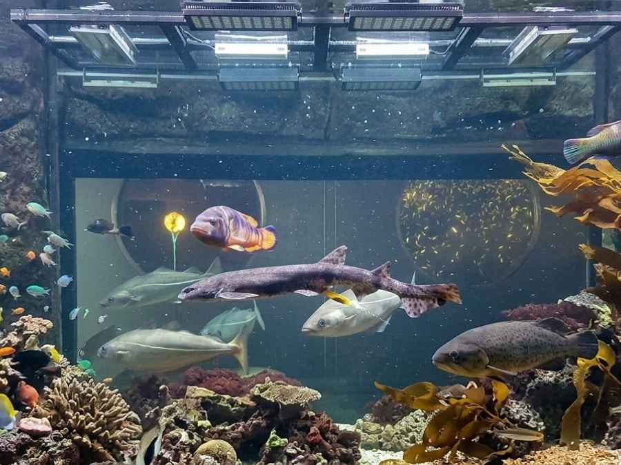 The Øresund Aquarium in Copenhagen